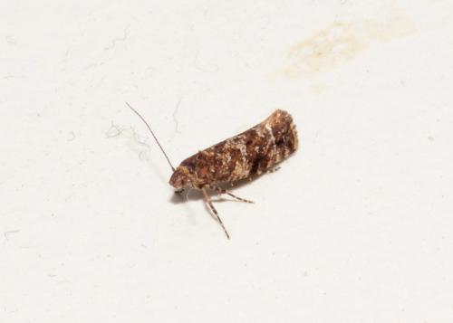Acrolepia autumnitella